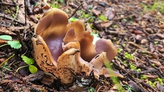 Sarcosphaera coronaria