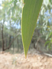 Acacia crassa