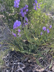 Swainsona procumbens
