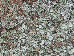 Cladonia chlorophaea