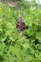 Pedicularis atropurpurea