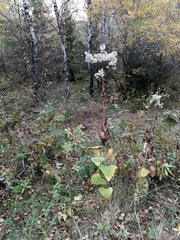 Parasenecio hastatus