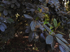 Cotoneaster coriaceus
