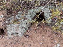 Cladonia chlorophaea