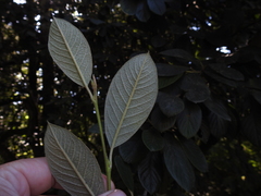 Cotoneaster coriaceus