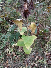 Parasenecio hastatus