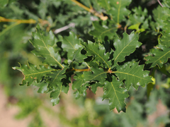 Quercus × undulata