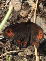 Erebia epipsodea