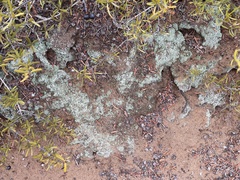 Cladonia chlorophaea