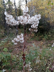 Parasenecio hastatus