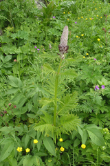 Pedicularis atropurpurea