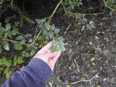 Cotoneaster simonsii