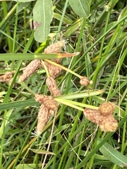 Schoenoplectus triqueter