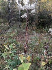 Parasenecio hastatus