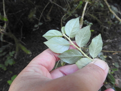 Cotoneaster simonsii