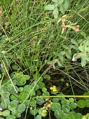 Schoenoplectus triqueter