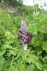 Pedicularis atropurpurea