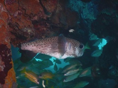 Diodon hystrix