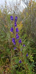 Aconitum baicalense
