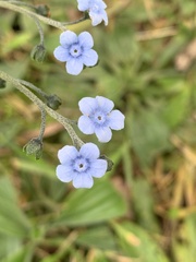 Cynoglossum australe