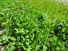 Polygonum aviculare