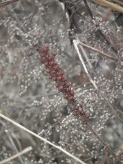 Lysimachia barystachys