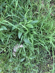 Cynoglossum australe