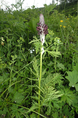 Pedicularis atropurpurea
