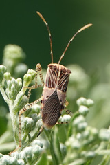 Hypselonotus punctiventris