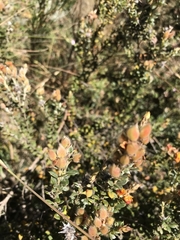 Oxylobium ellipticum