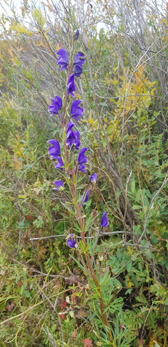 Aconitum glandulosum, photograph 6