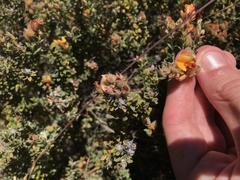 Oxylobium ellipticum