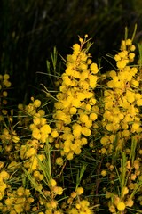 Acacia euthycarpa euthycarpa