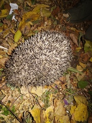 Erinaceus roumanicus