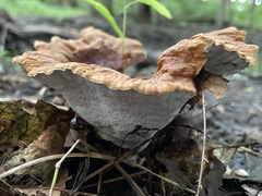 Hydnellum aurantiacum