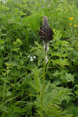 Pedicularis atropurpurea