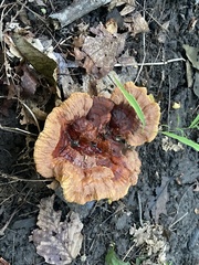 Hydnellum aurantiacum