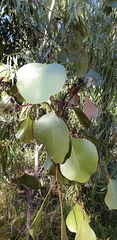 Eucalyptus populnea