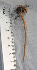 Montagnea arenaria