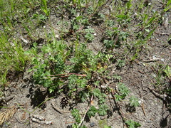 Potentilla tobolensis