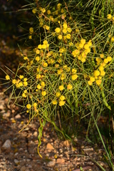 Acacia euthycarpa euthycarpa