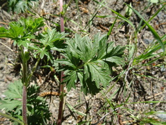 Potentilla tobolensis