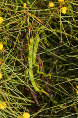 Acacia euthycarpa euthycarpa