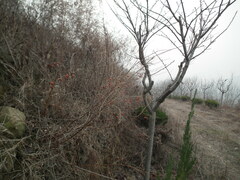 Asparagus schoberioides