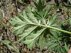 Potentilla tobolensis