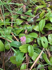 Uraria lagopodioides