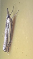 Crambus sperryellus