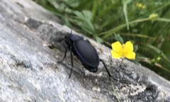 Carabus violaceus