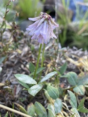 Trifolium kingii