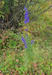 Aconitum baicalense